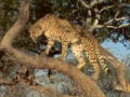 Schnelle Katzen in Namibia