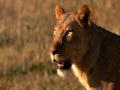 Dual Survival 2: Stalked By Lions