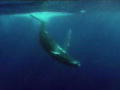 Whale Wars: Verstärkung für die Flotte 4