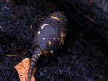 Man, Woman, Wild: Armadillo Chow