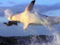 Animal Planet: Die ganze Welt der Tiere