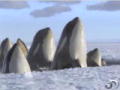 Frozen Planet