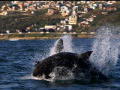 Ultimate Air Jaws: Great White Learns to Leap