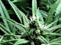 Weed Wars