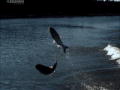 River Monsters: The Most Bizarre: Flygande fiskar