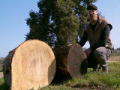 MythBusters: Good Wood