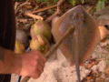 Dual Survival 2: Hunting Stingray