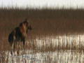 Flying Wild Alaska: Älgspår