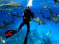 Shark City: Andy Samberg Shark Frenzy