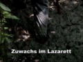 Holzfäller extrem