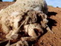Survival Man: Im australischen Outback 4