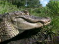 Swamp Brothers