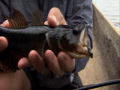 River Monsters