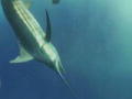 DMAX Beste: Angler 5