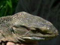 Swamp Brothers