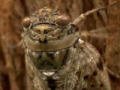 Verrückt nach Insekten: Zikade