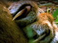Where Tigers Rule: Factoid 3