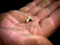 Gold Rush Alaska: Det første guld