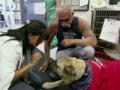 American Chopper