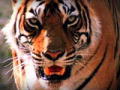 Where Tigers Rule