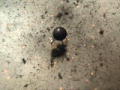 Master and Commander: Test Firing