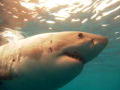 Summer of the Shark: Lastiggevallen door een haai