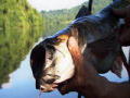 River Monsters
