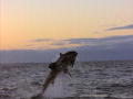 Ultimate Air Jaws: Great Whites Shift to Seals
