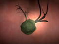 Monsters Inside Me: Pea In The Lung