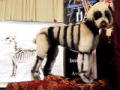 Extreme Poodles: Poedels gekapt en gekamd