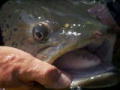 Fluss-Monster