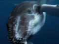 Whale Wars: Verstärkung für die Flotte 5