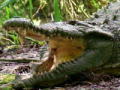 Swamp Brothers