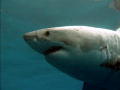 Ultimate Air Jaws: Sharks Patrol Crowded Beach