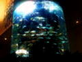 Tanked - All New Series