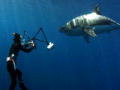 Great White Invasion: Duiken met de Witte haai