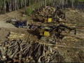 Holzfäller extrem: Sorge um Bo 5