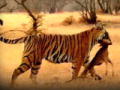 Where Tigers Rule: Factoid 1