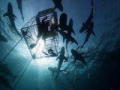 Killer Sharks: Benauwd in de haaienkooi