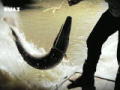 Fluss-Monster