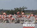 Aves mexicanas