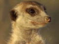 Und täglich grüßt das Erdmännchen