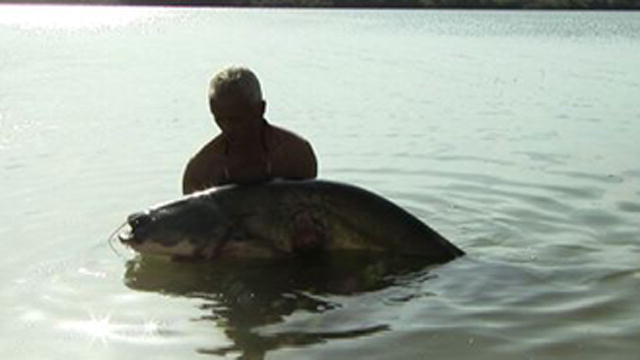 baggersee unique wels catfish fishing planet baggersee unique wels catfish fishing planet