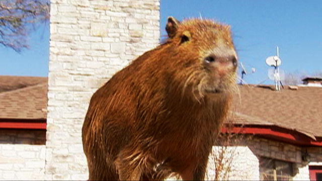 Most Outrageous: Caplin the Capybara : Video : Animal Planet