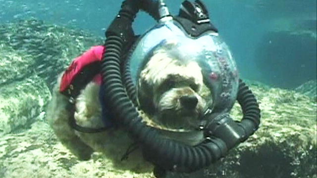 124223457992212825302901197_Muttley.jpg