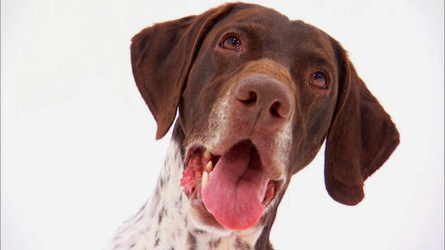 Dogs 101: German Shorthaired Pointer : Video : Animal Planet