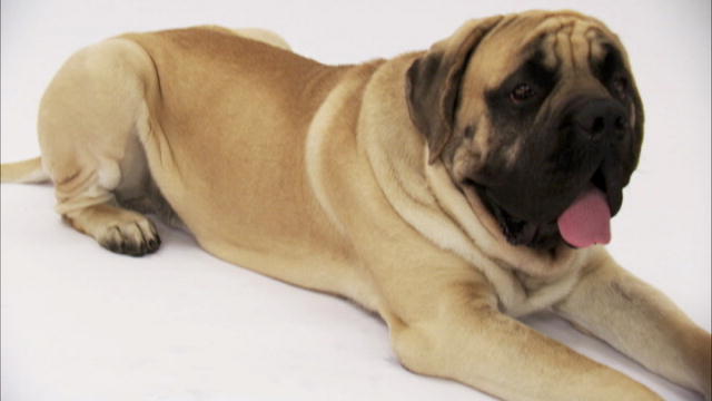 English Mastiff Breeds x3cbx3eenglish mastiffx3c/bx3e dogs 101 ...