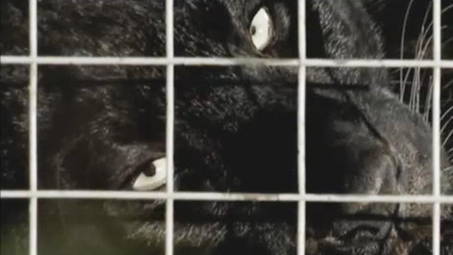 Fatal Attraction Animal Planet Full Episodes Free Mauled by a Pet Leopard | Fatal Attractions | Animal Planet