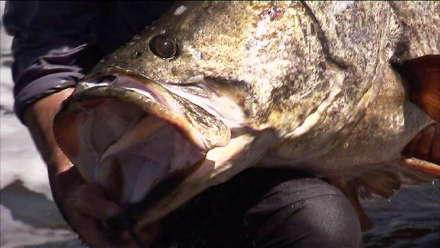 River Monsters: How to Catch a Nile Perch : Video : Animal Planet