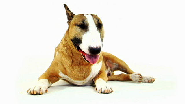 128275479502213144601701197_BULL_TERRIER.jpg 128275479502213144601701197_BULL_TERRIER.jpg